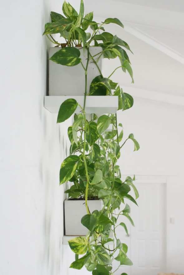 Pothos living wall