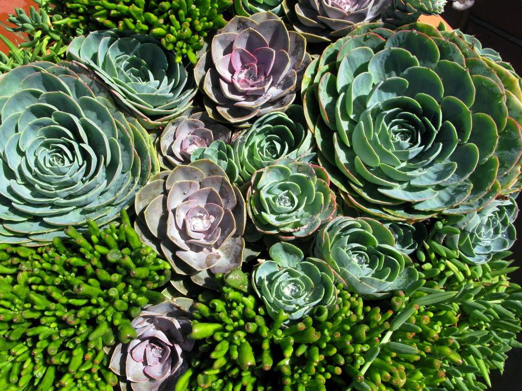 Succulent plants in exterior container