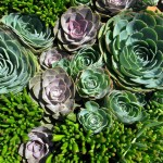 Exterior succulent design in pot