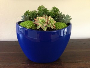 Succulent Color Bowl