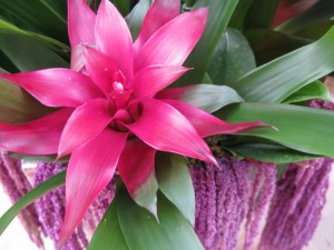 purple bromeliad