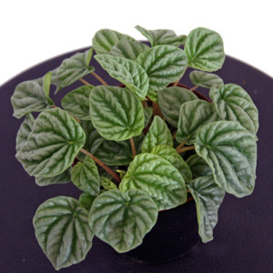 Peperomia-Silver-Ripple