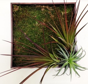 Tillandsia living wall