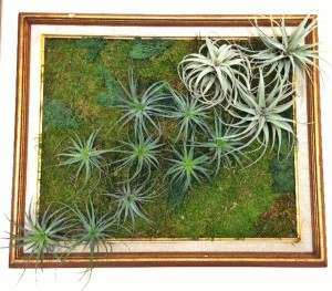 Tillandsia Wall Art