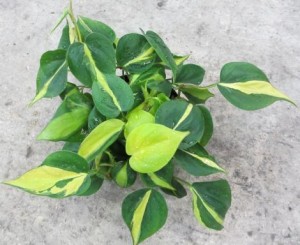 philodendron_brazil
