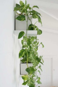 pothos living wall