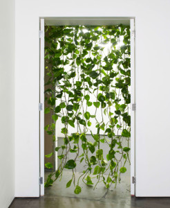 pothos screen