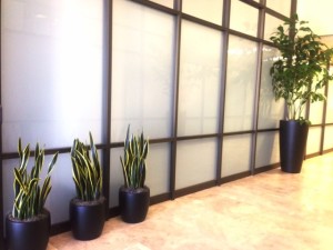 Interior Plants .JPG