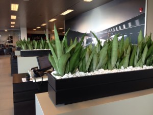 Sanseveria Planters