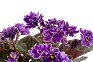 African_violet