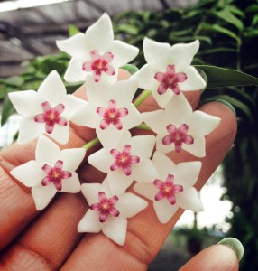 Hoya flower