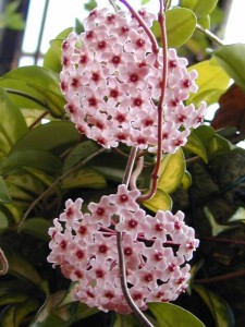 Hoya_carnosa