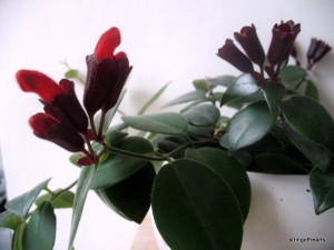 Lipstick Plant