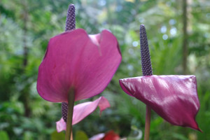 Purple-Anthurium
